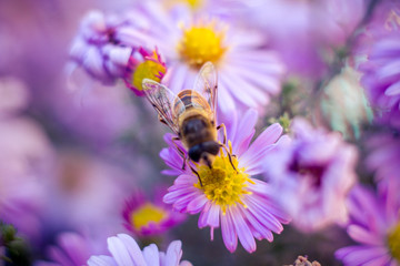 Bees on flowers
