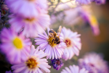 Bees on flowers