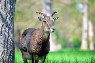 Mouflon Ovis Aries Musimon Portrait