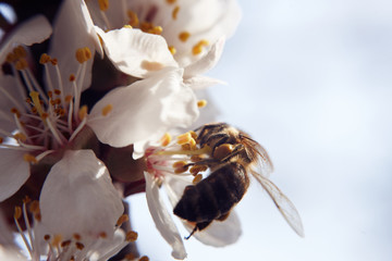 Fototapeta na wymiar Bees on flowers