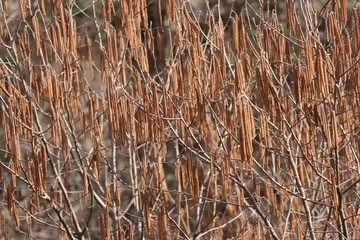Fototapeta premium the flowers of the hazelnut tree in the spring, flowers walnut tree in spring,