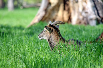Mouflon Ovis Aries Musimon Lying in Grass