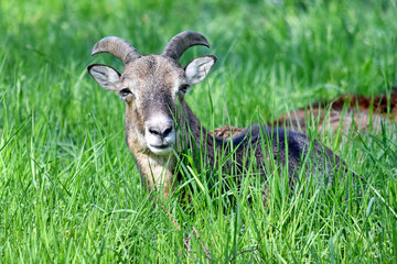 Mouflon Ovis Aries Musimon Lying in Grass Closeup