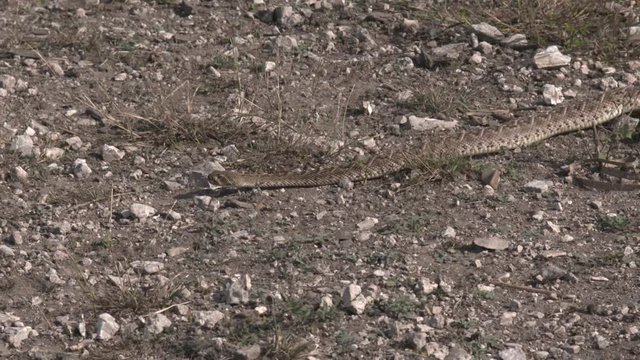 high speed/slow motion shots of a rattlesnake in the wild