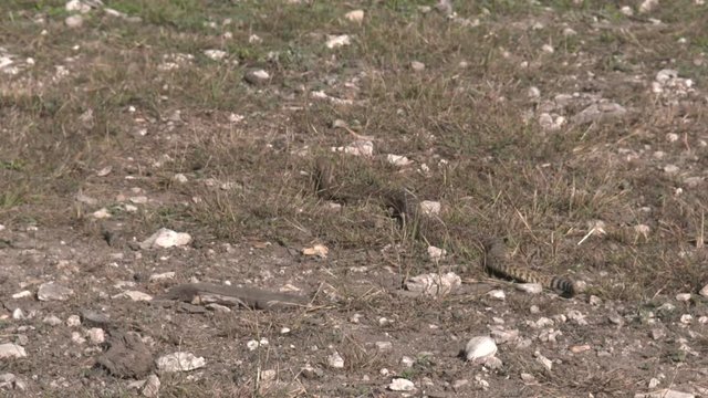 high speed/slow motion shots of a rattlesnake in the wild