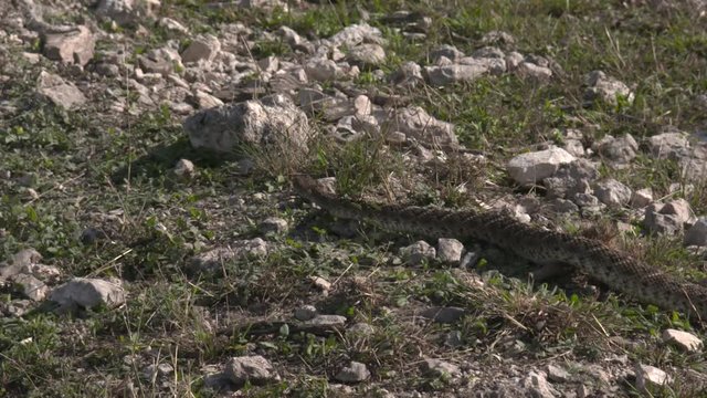 high speed/slow motion shots of a rattlesnake in the wild