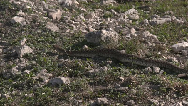 high speed/slow motion shots of a rattlesnake in the wild
