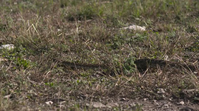 high speed/slow motion shots of a rattlesnake in the wild