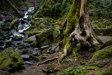 Fototapeta premium A creek with an old gnarled tree next to it..