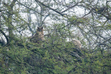 A female Dusky Eagle Owl resting on an acacia tree near her nest with a chick in the nest inside Keoladeo National Park in Bharatpur