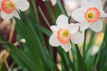 Obraz premium Daffodil flowers in the Spring