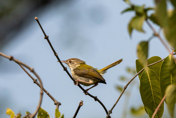 A female tailor bird perched on a twig inside Keoladeo National Park in bharatpur