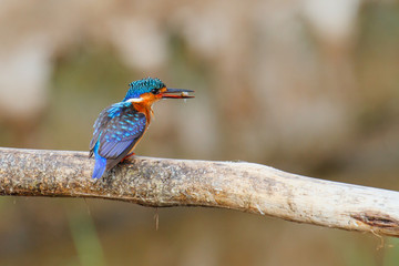Malachite Kingfisher on a branch at Lake Awssa in the fishing portr near the City of Awassa in Ethiopia