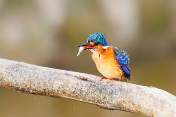 Malachite Kingfisher on a branch at Lake Awssa in the fishing portr near the City of Awassa in Ethiopia