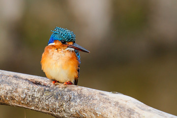 Malachite Kingfisher on a branch at Lake Awssa in the fishing portr near the City of Awassa in...