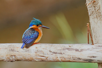 Malachite Kingfisher on a branch at Lake Awssa in the fishing portr near the City of Awassa in Ethiopia © henk bogaard