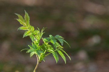 Young tree Sorbus aucuparia in the forest with light in the leaves. Also known as rowan or mountain-ash. Natural environment.