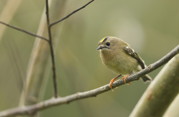 A pretty Goldcrest (Regulus regulus) perching on a branch in a tree.	