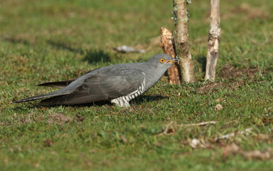 A Cuckoo (Cuculus canorus) perching on the grass with an insect in its beak which it is about to eat.	
