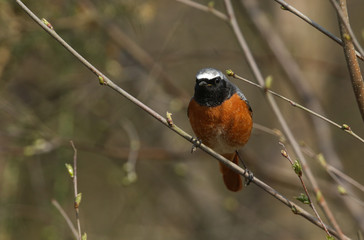 A beautiful male Redstart, Phoenicurus phoenicurus, perching on a branch in a tree. It is hunting for insects to eat.	