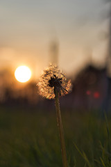 dandelion with the setting sun in background