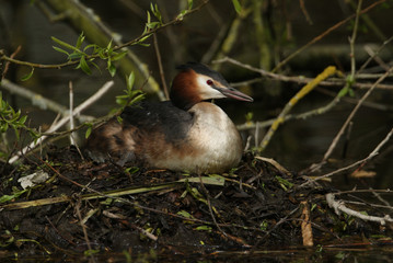 A beautiful Great crested Grebe, Podiceps cristatus, sitting on its nest in the middle of a river.