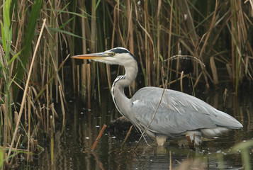 A hunting Grey Heron (Ardea cinerea).	