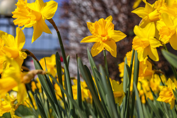 Obraz premium Narcissus flowers in spring time