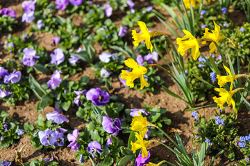 Narcissus flowers in spring time