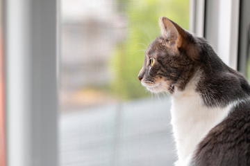 Cat on the windowsill looking out the window through a protective grid