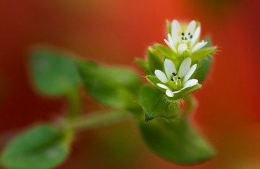 White flowers with leaves on a blurred orange background