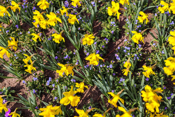 Narcissus flowers in spring time