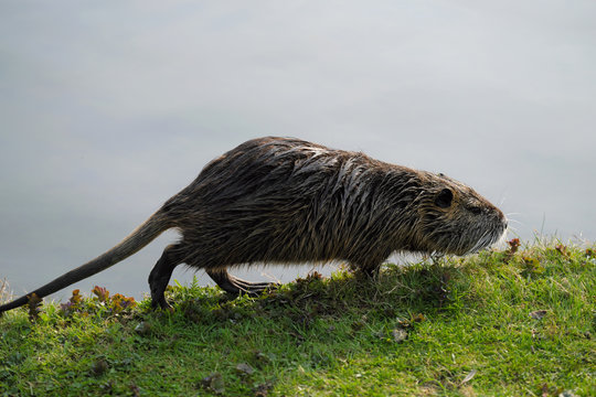 Biberratte Nutria in der Bonner Rheinaue - Stockfoto