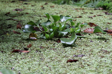 Naturaleza