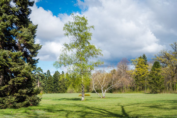 Green park with trees and blue sky. Spring background