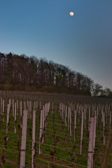 vineyard with moon in the background