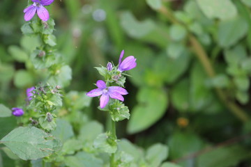 Obraz premium Naturaleza