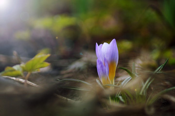 Spring Crocus Flowers