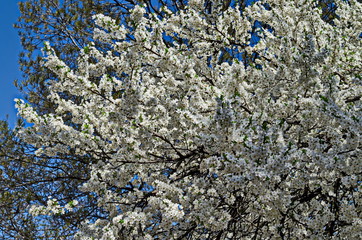 Branch with fresh bloom  of plum-tree  or Prunus domestica flower in park, Sofia, Bulgaria 