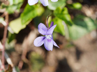 Petites violettes de Reichenbach ou violettes des bois (Viola reichenbachiana)