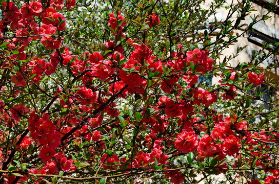 Japanese quince or Chaenomeles speciosa branch - blossoming in springtime, Sofia, Bulgaria   