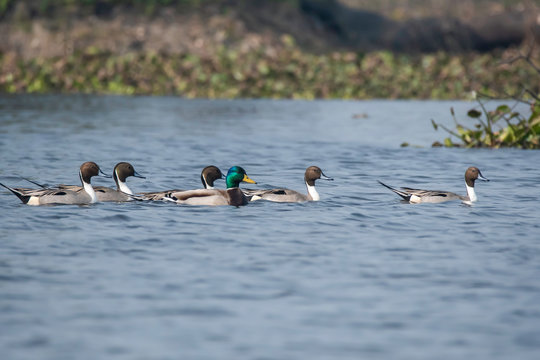 A group of Northern Pintails swimming in the ponds of Keoladeo National Park in Bharatpur