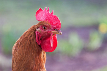 Portrait of a brown cock close-up in profile. Poultry_