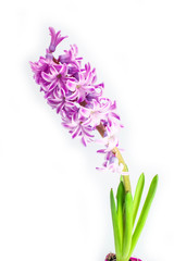 Obraz premium stylish, beautiful flowers on a white background