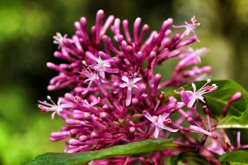 Beautiful Fuchsia paniculata flower in the garden