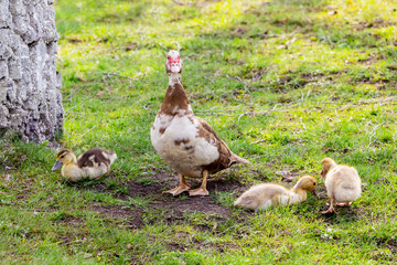 Duck with small duck on green grass_