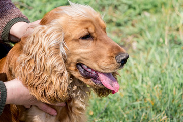 Portrait of a dog breeds a cocker spaniel near the host who holds it in his hands_