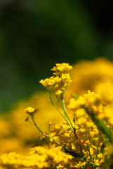 Northern Willow Herb Flower