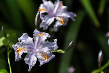 Beautiful Iris japonica in the garden