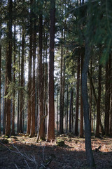 Obraz premium Sonne im Wald